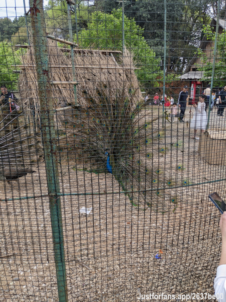 Peacock opening screen。
is it beautiful？